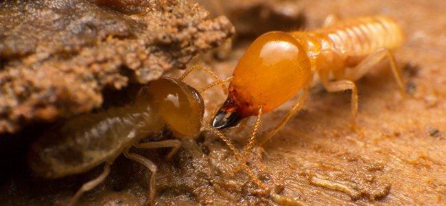 Subterranean Termites Destroying Wood 2