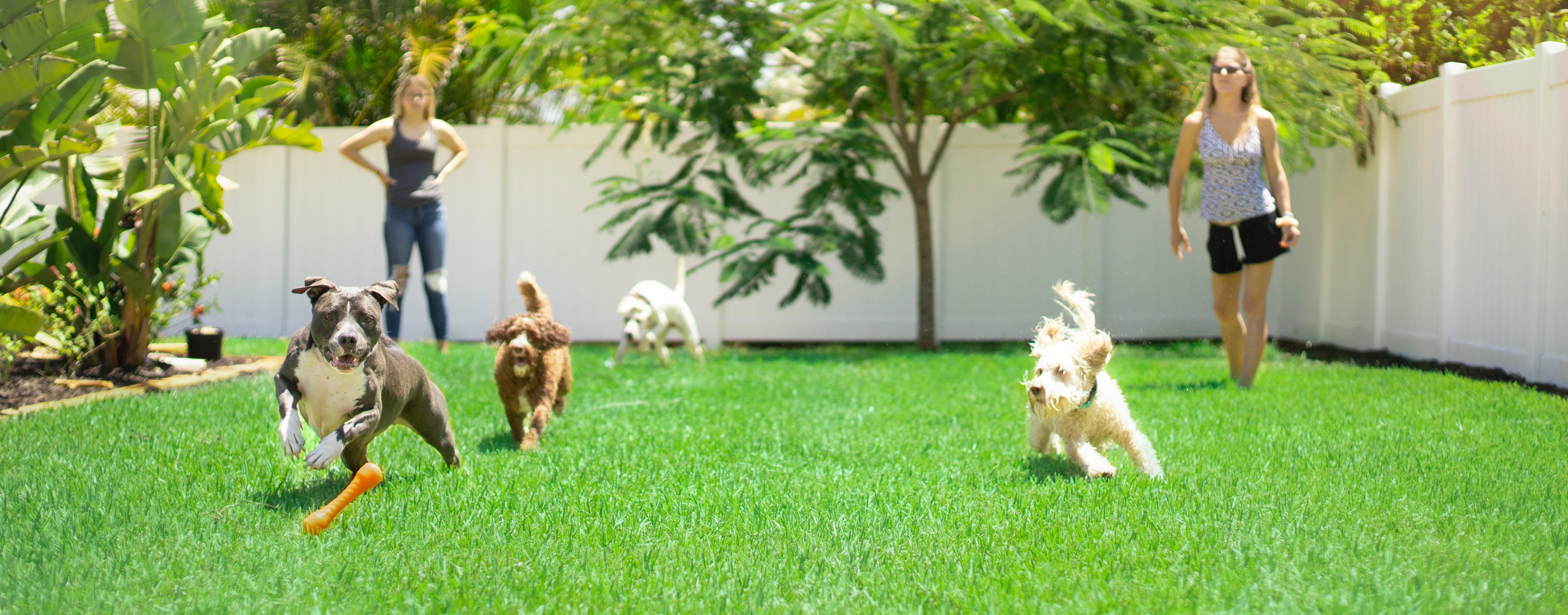 How Fleas Get Into Virginia Yards And Homes