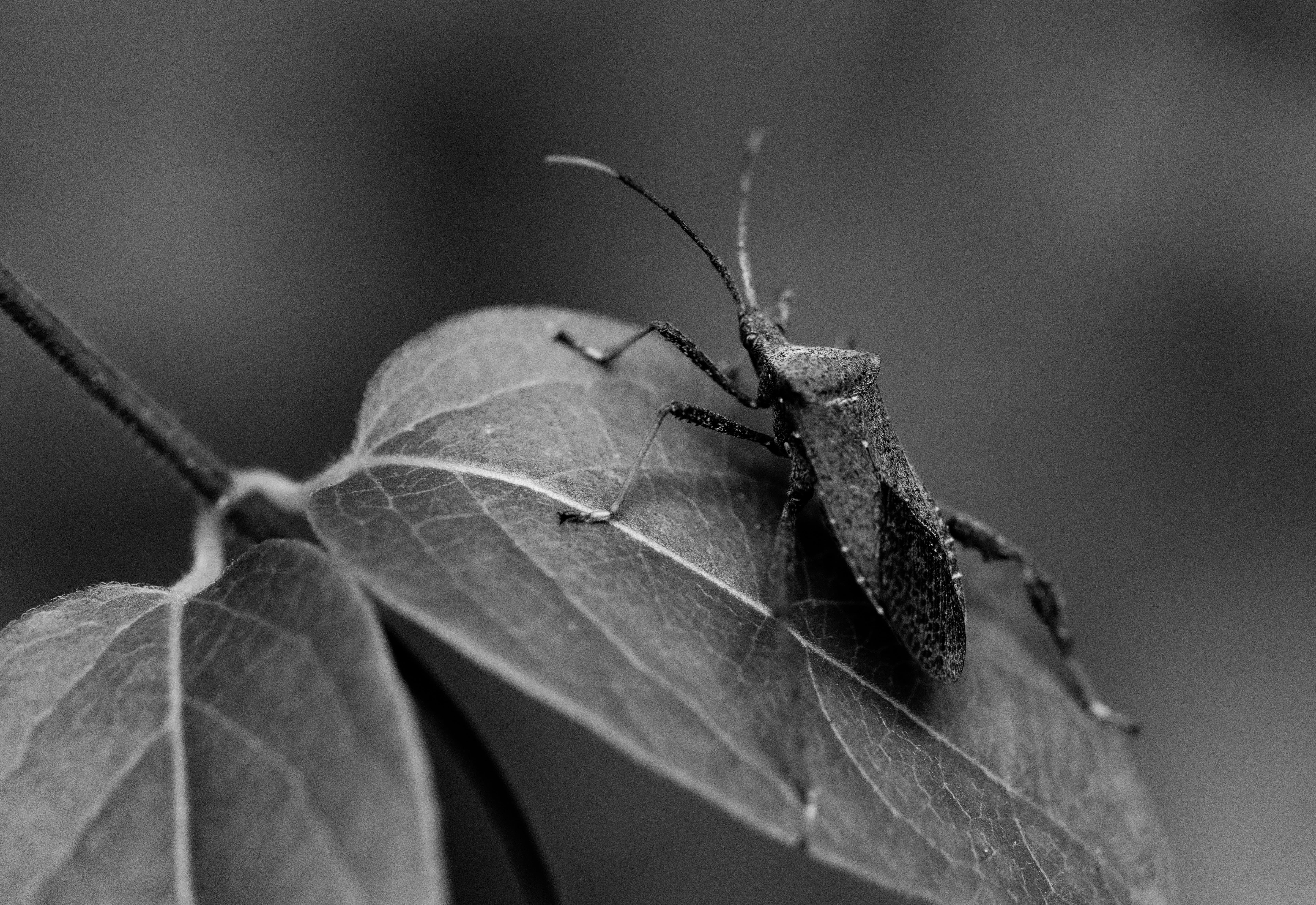 Just Say No To Stink Bugs Traps