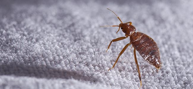 Bed Bug On A Sheet