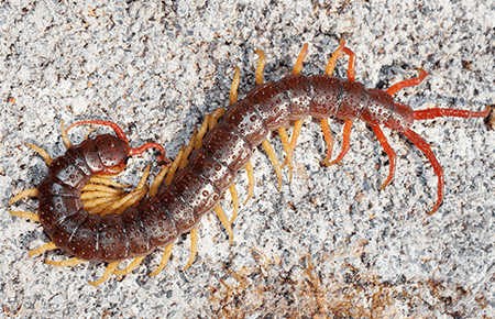 Centipedes In Va