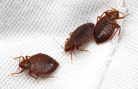 Bed Bugs In Va