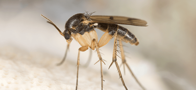 Fungus Gnat In Maryland