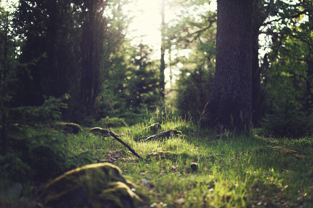 Wood Nature Sunny Forest