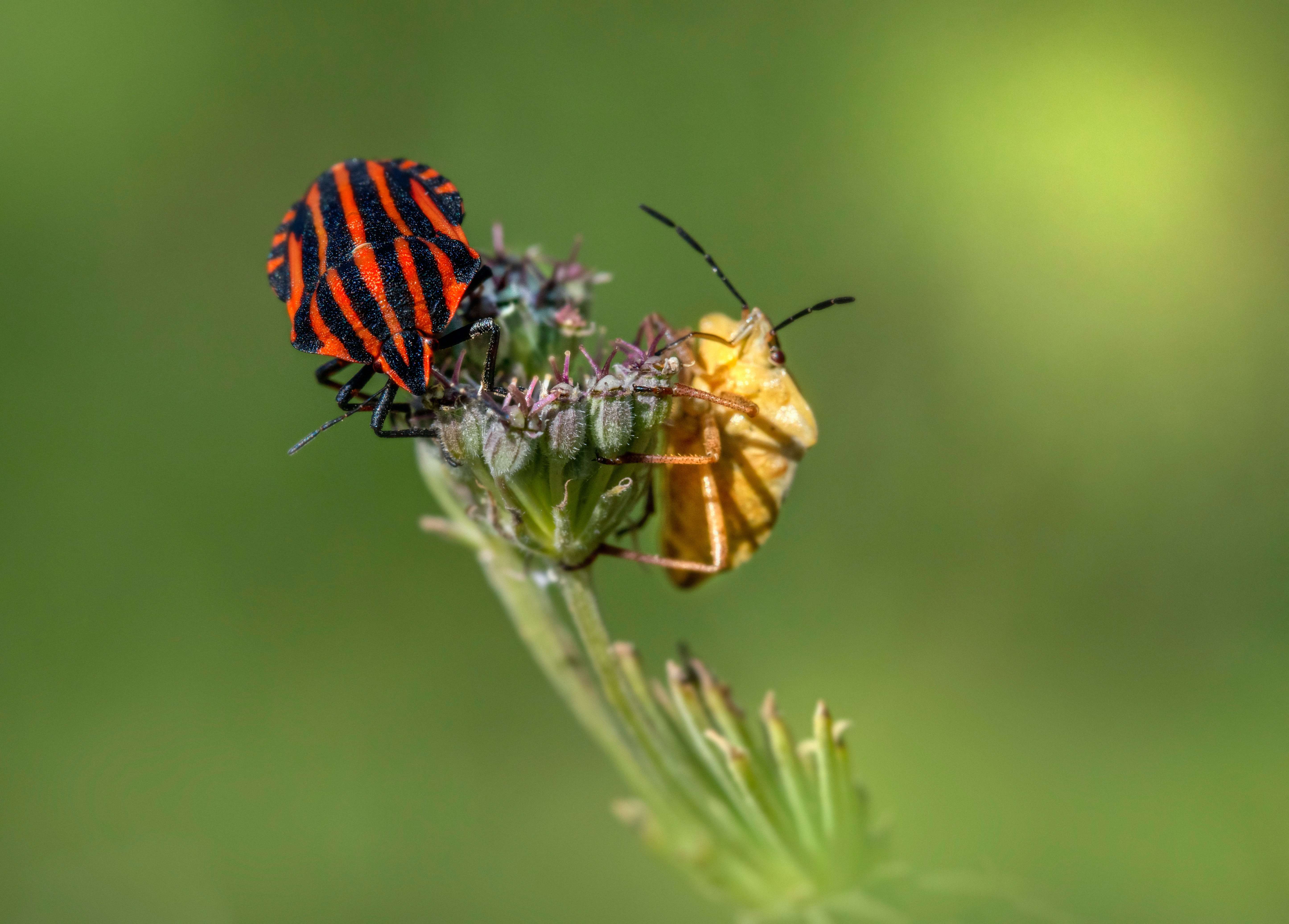 Preventing Shield Bugs