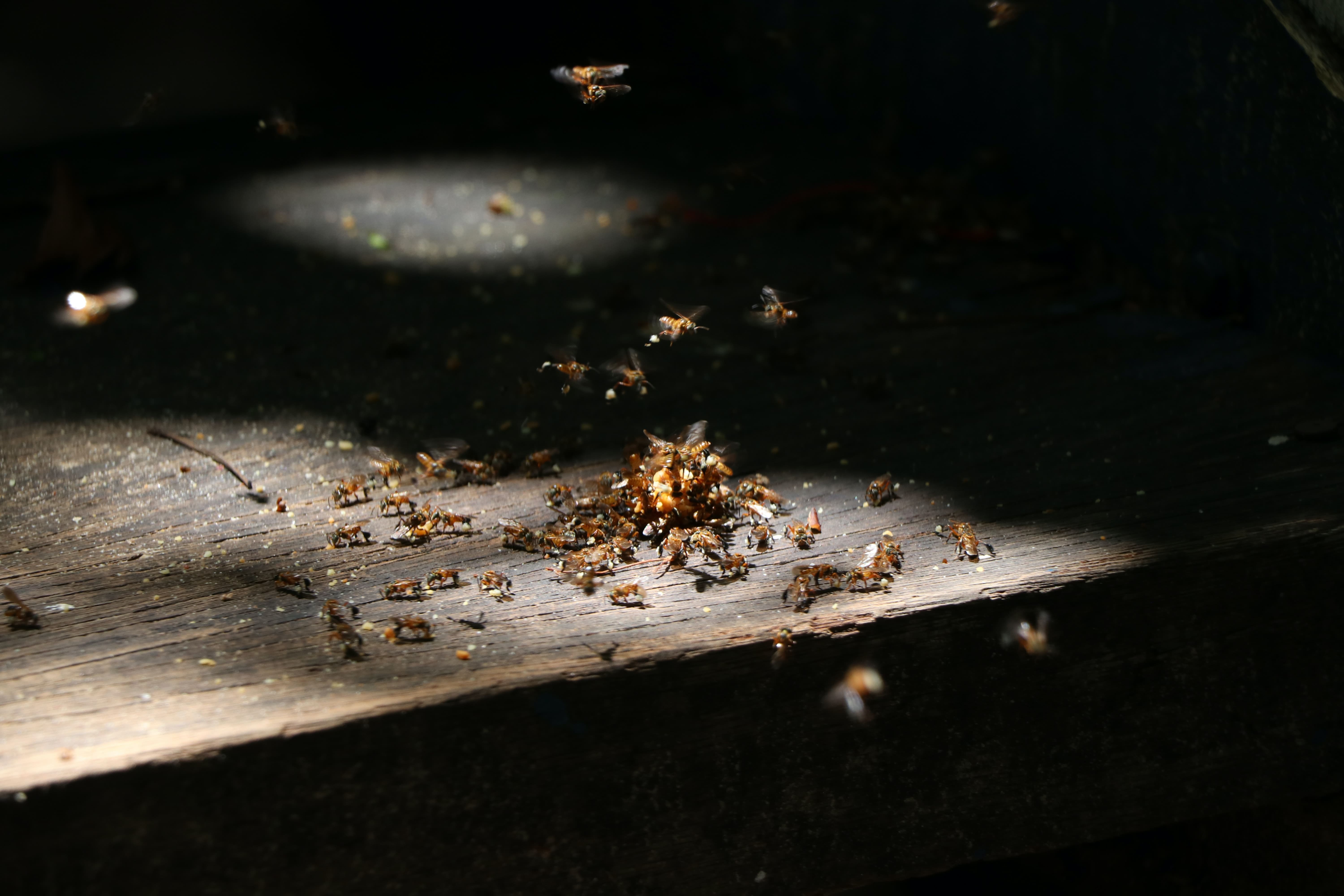 Early Signs Of Termite Infestation