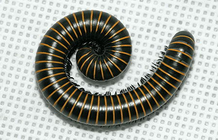 Millipedes In Dc