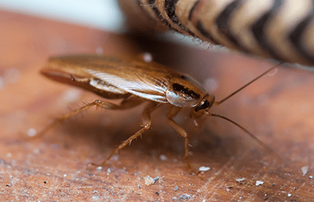 German Cockroaches In Dc