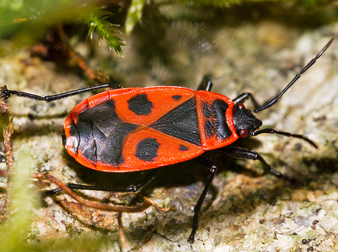 Box Elder Bug On A Rock