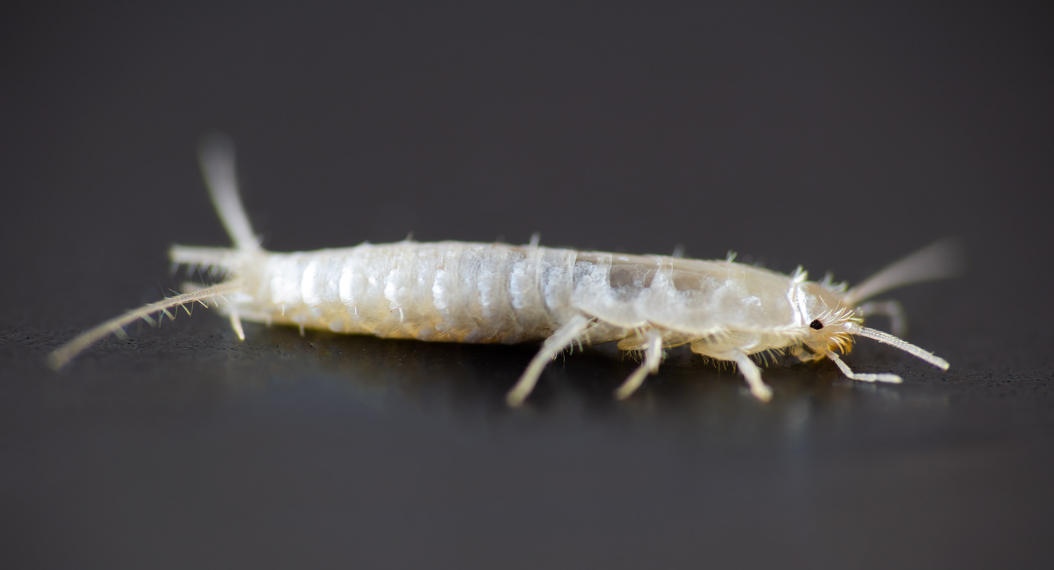 Interesting Silverfish Facts