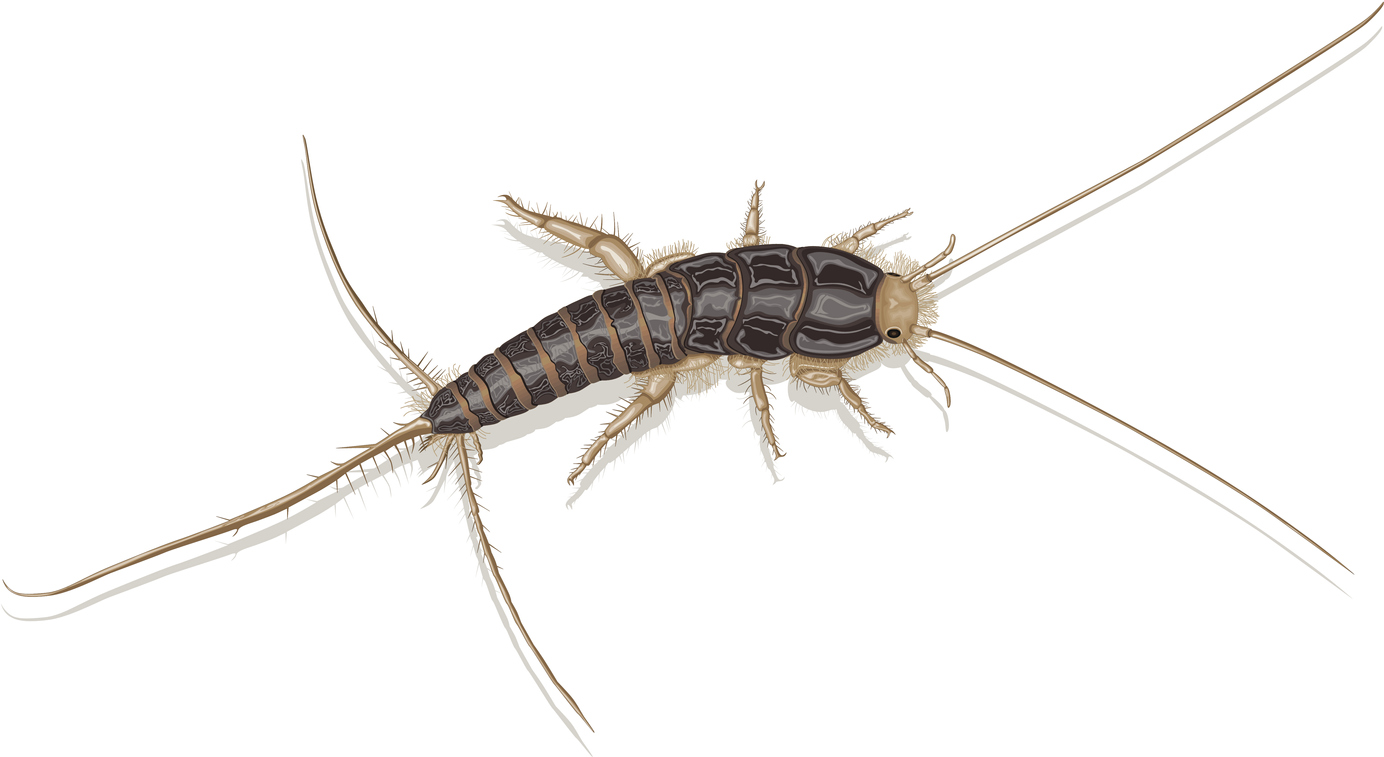 Are Silverfish Dangerous