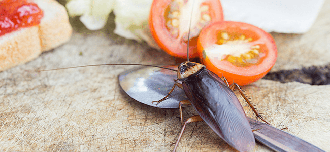 Cockroach In Maryland