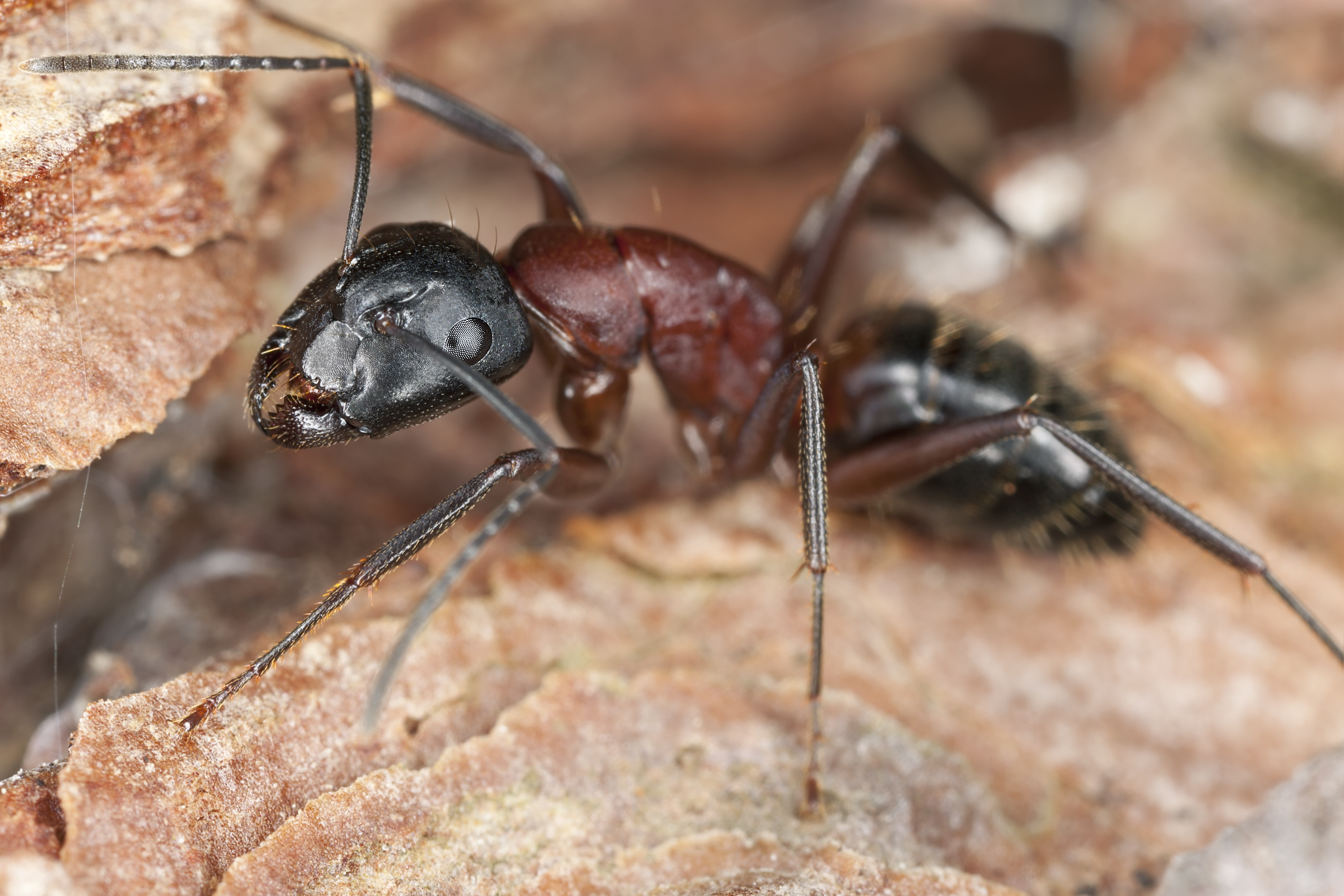 How To Get Rid Of Carpenter Ants