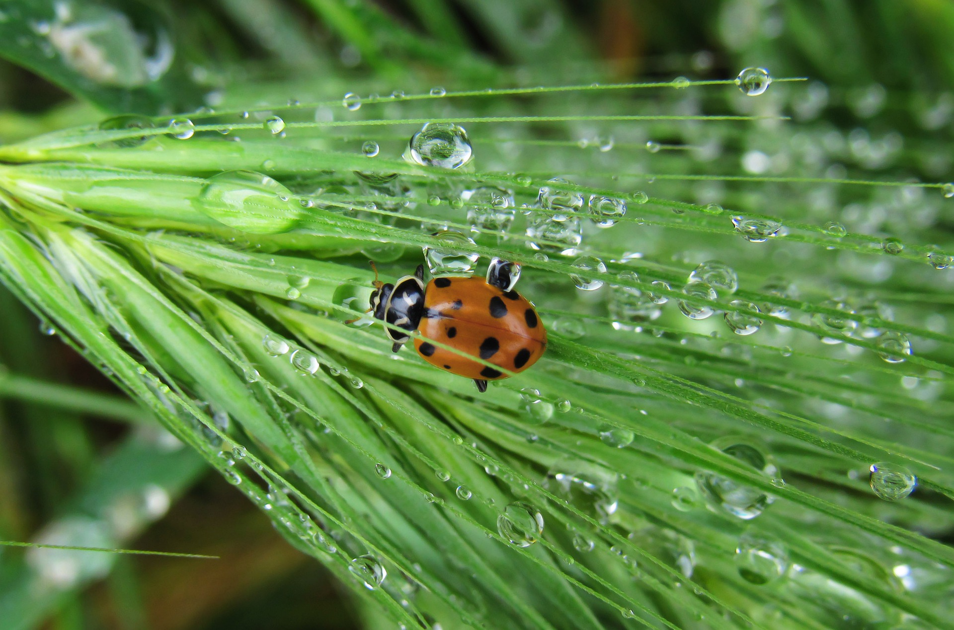 Impact Rain Has On Pests