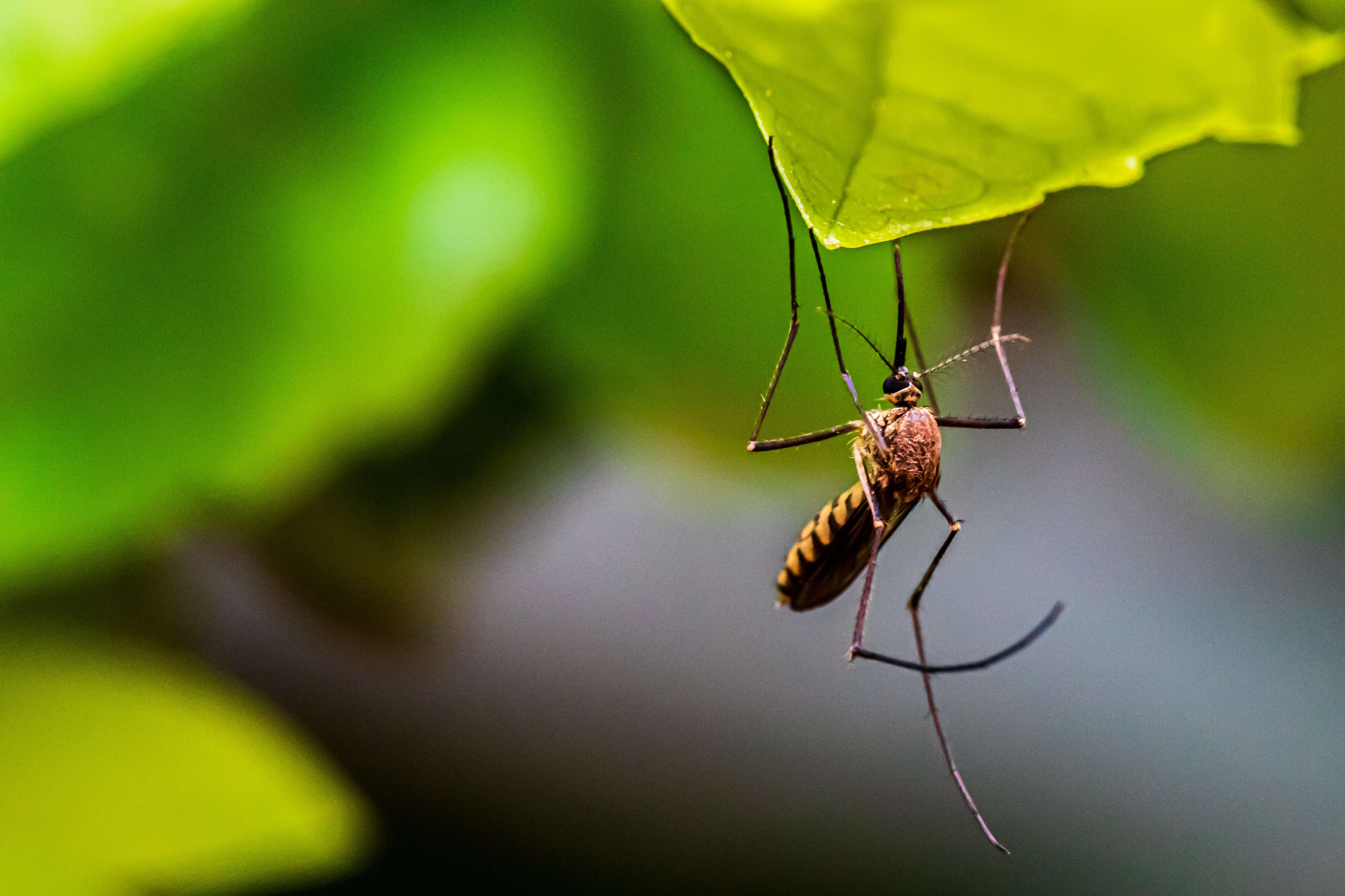 What Mosquito Season Means For DC