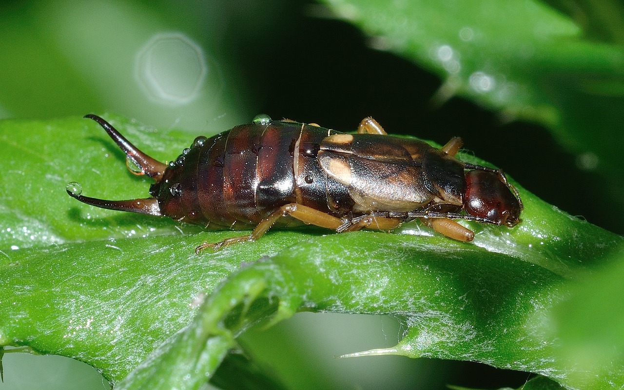 Earwig Francok35 Pixabay