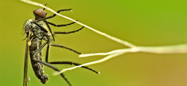 Mosquitoblog