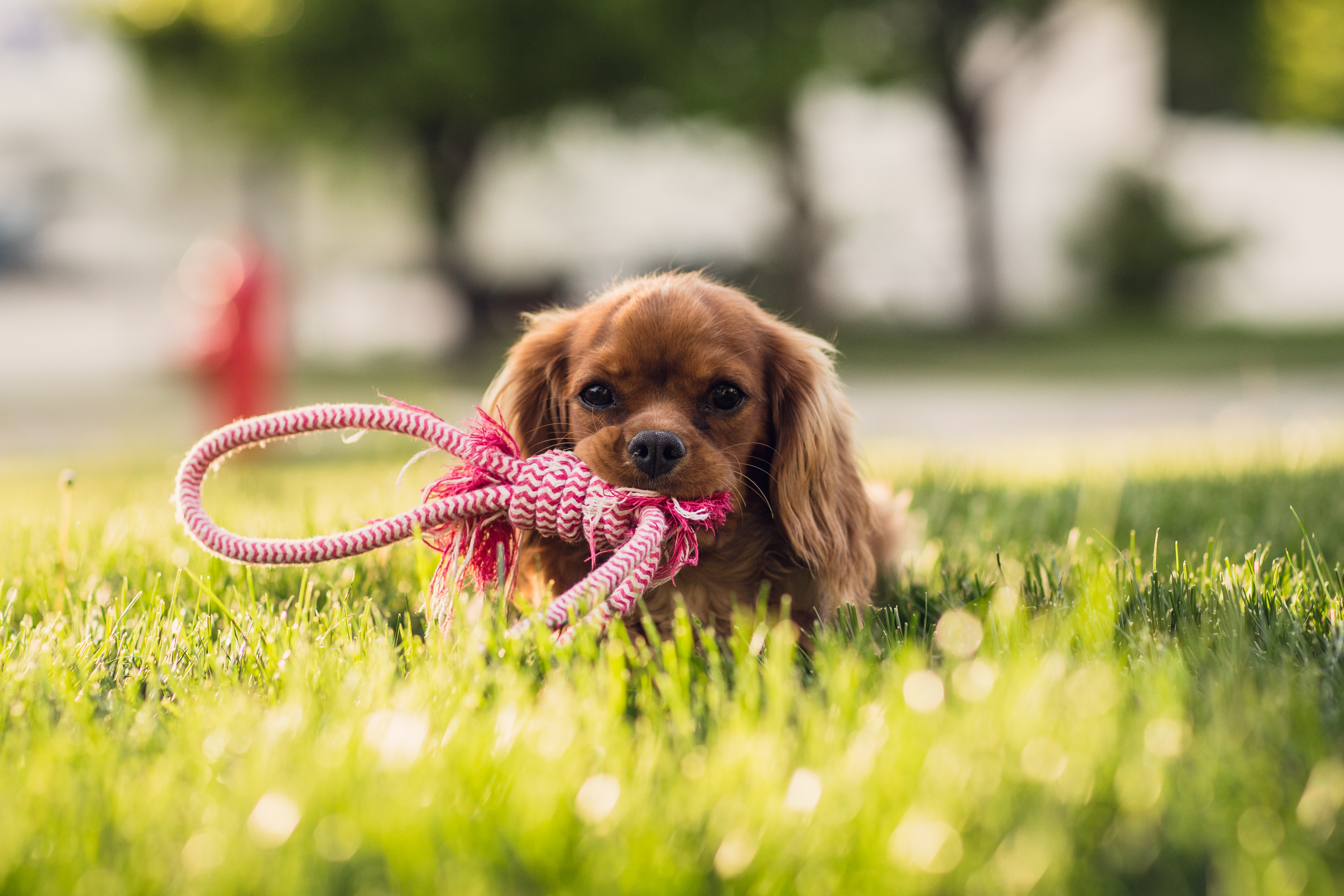 tick-control-for-homes-pet