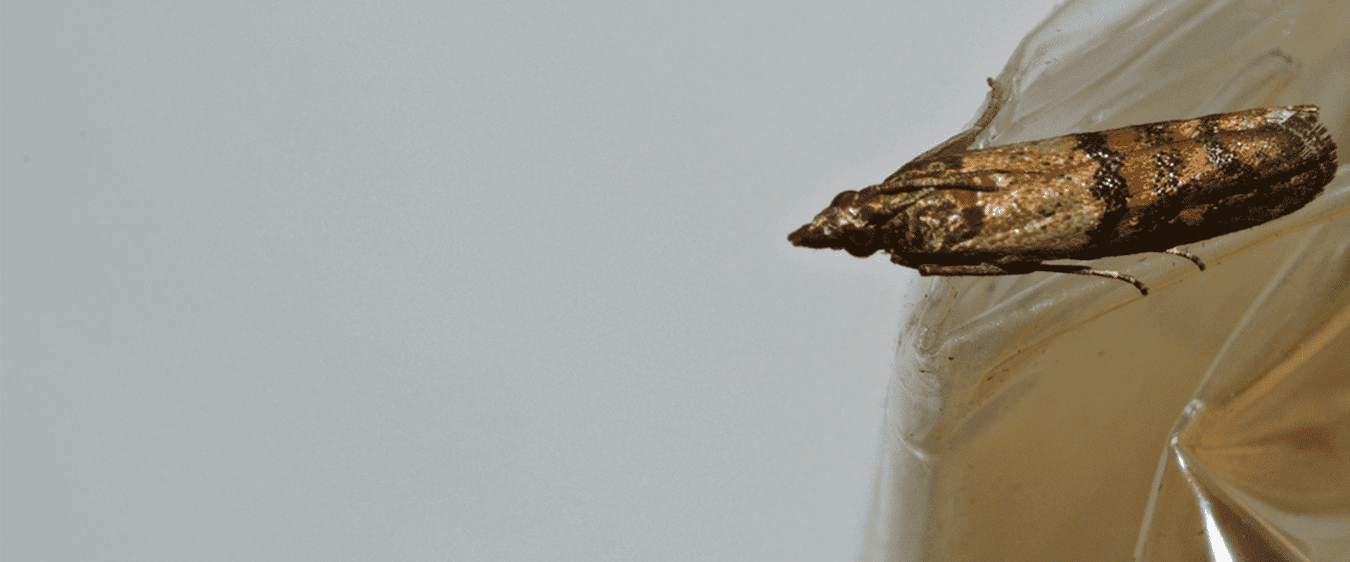 Indian Meal Moths In Maryland