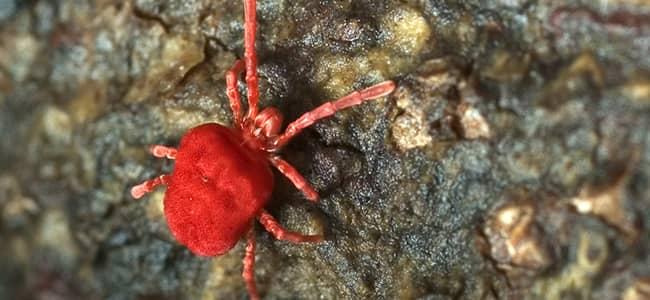 Clover Mite In Basement