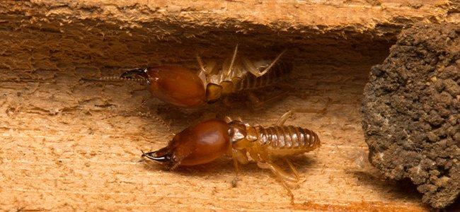 Subterranean Termites