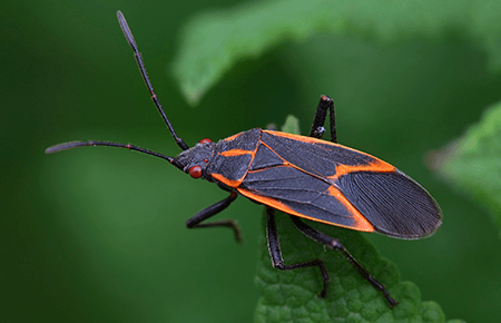 Box Elder Bugs In Dc