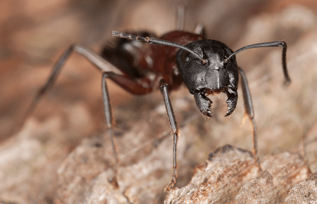 Carpenter Ants In Va