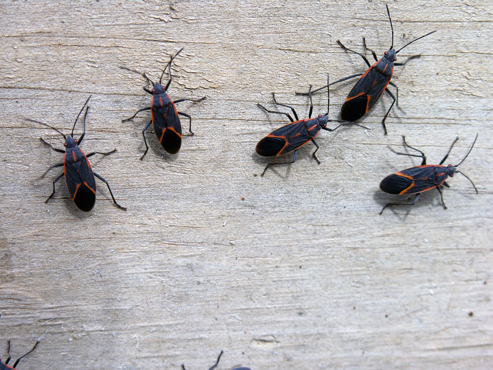 Box Elder Bug Invasion Min