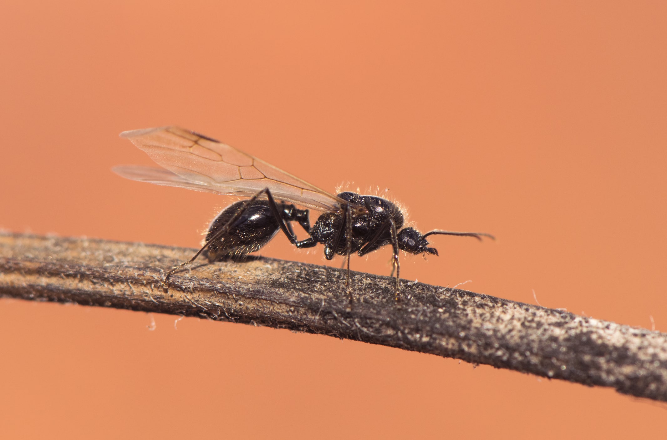 Swarming Ants In Maryland