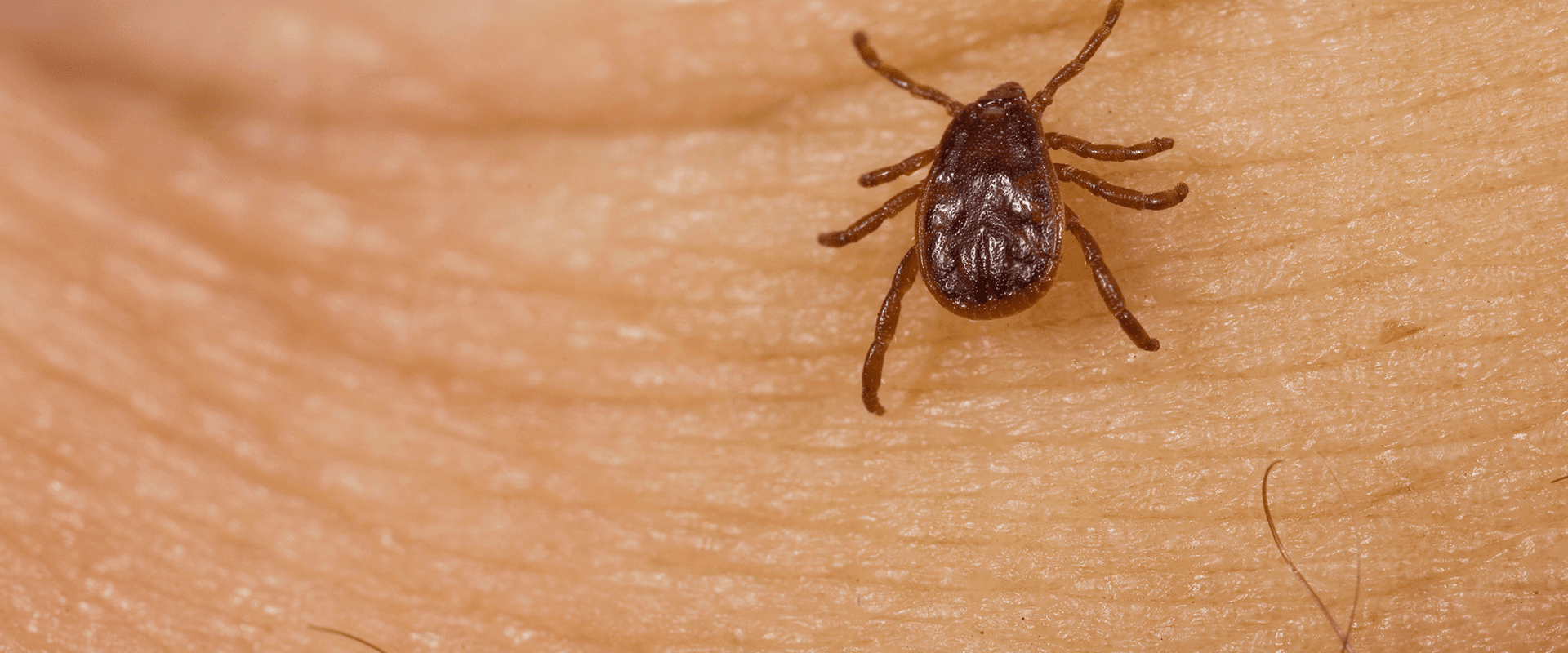 Ticks In Howard County