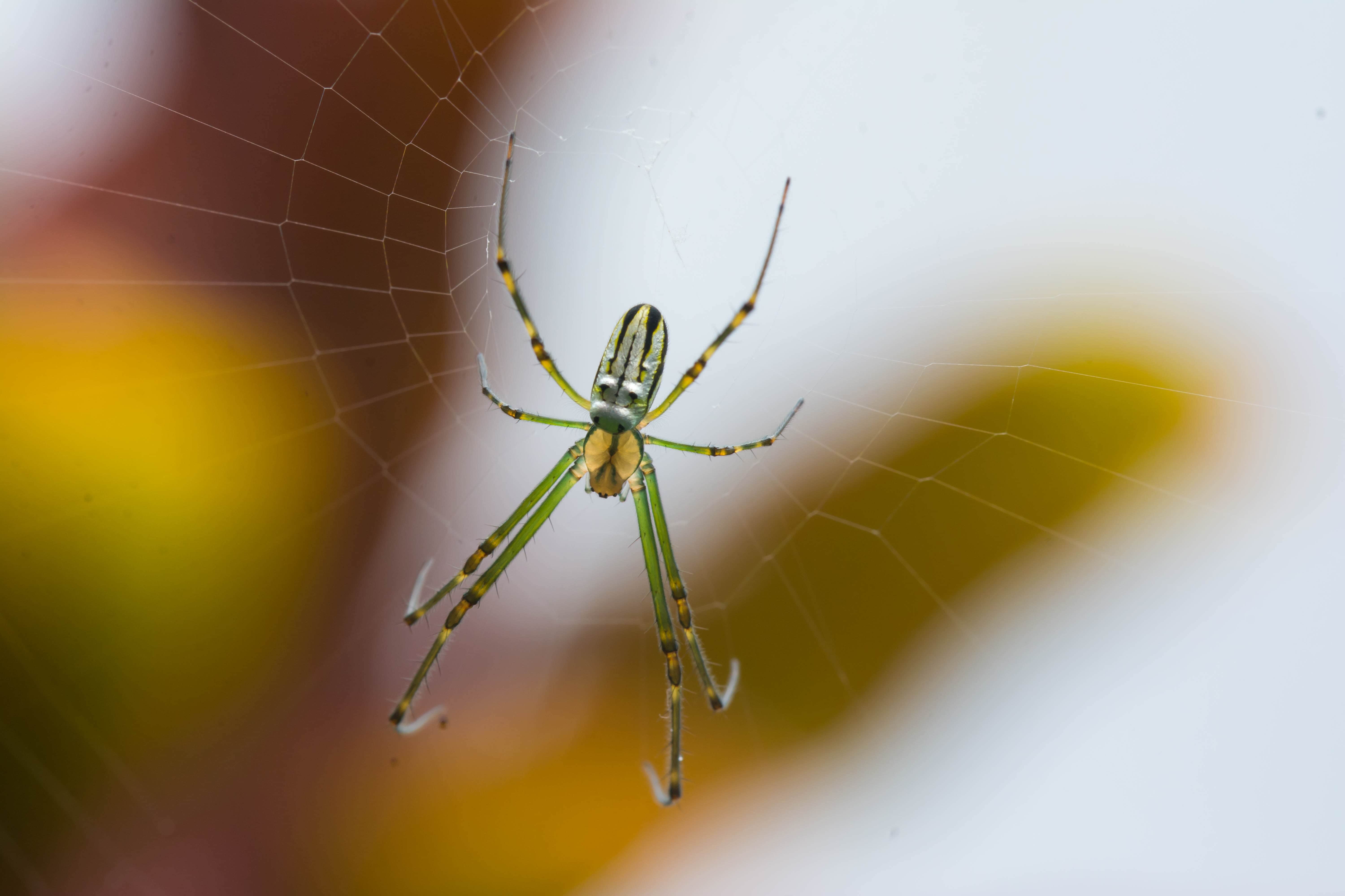 How Spiders Get Inside Maryland Homes