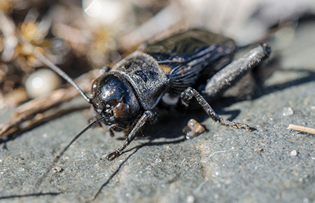 Crickets In Va