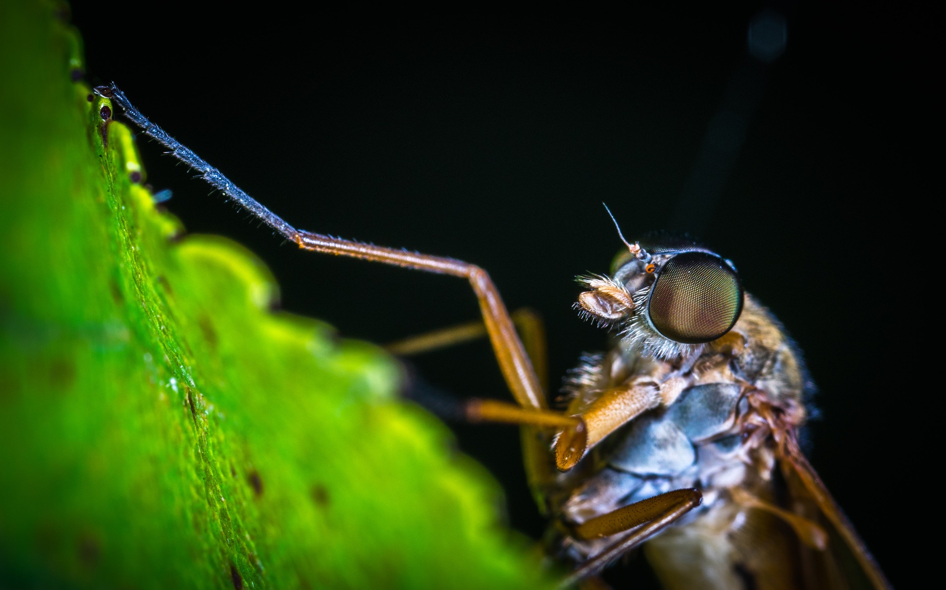 Mosquitoes The Bugs We All Love To Hate