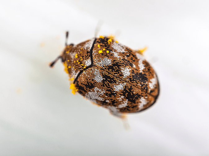 Carpet Beetle Ona A White Sheet