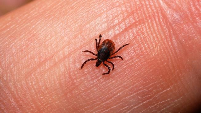 Ticks In Winter