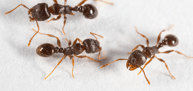 Pavement Ants In Dc