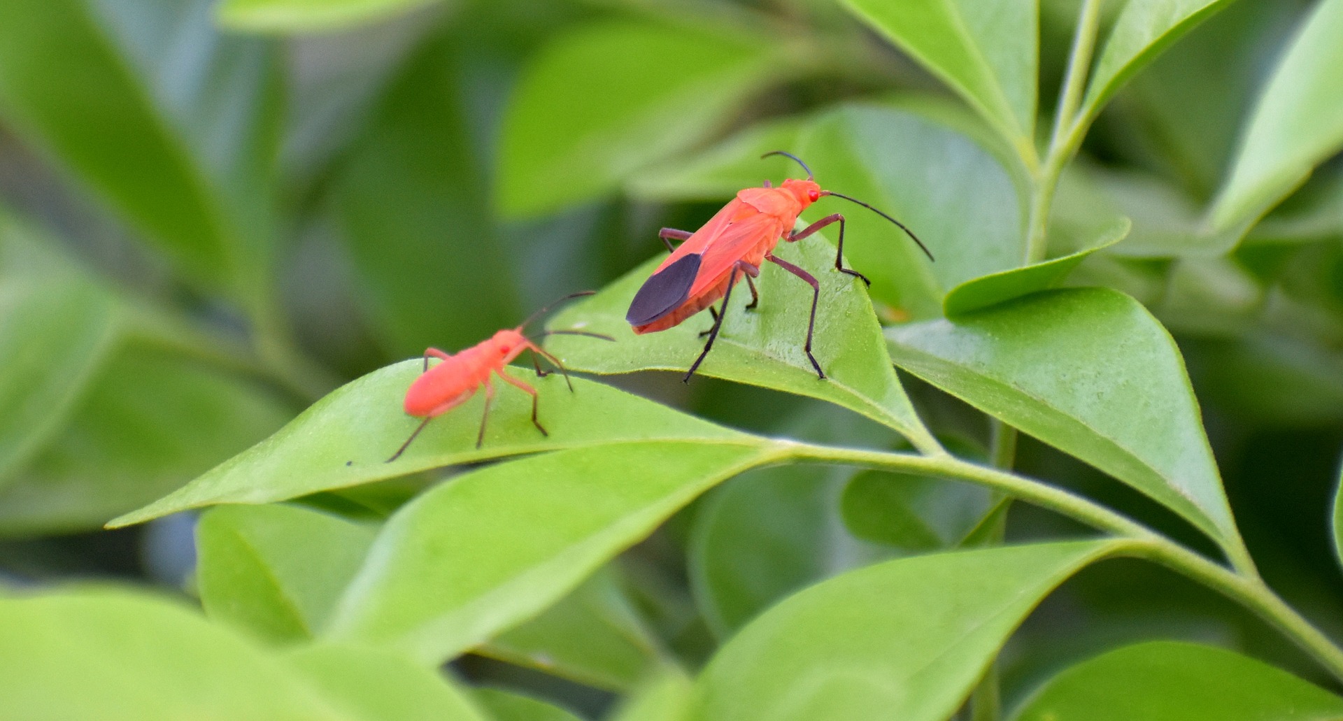 Are Box Elder Bugs Dangerous