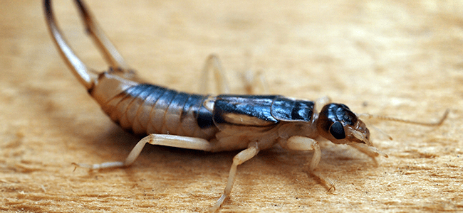 Earwig In Maryland Home (1)