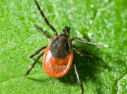 Deer Tick