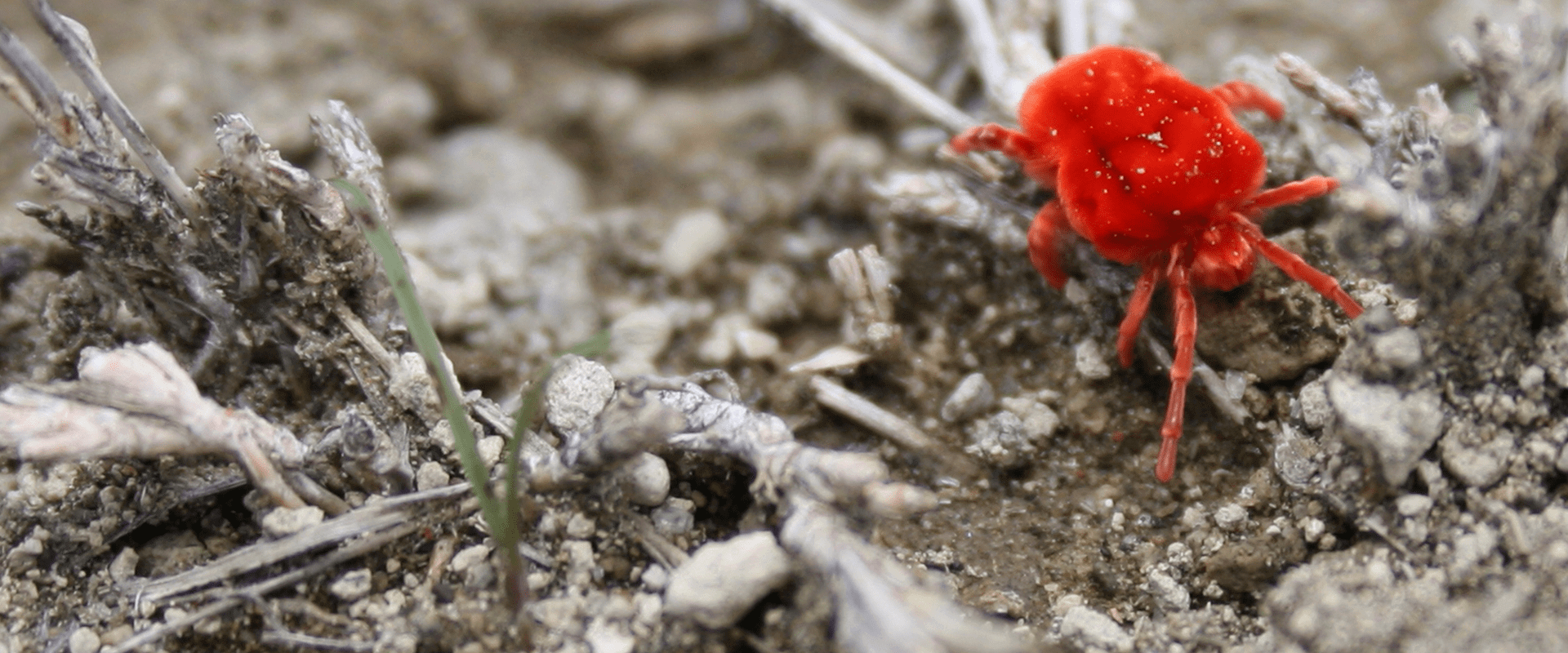 Clover Mites In Maryland