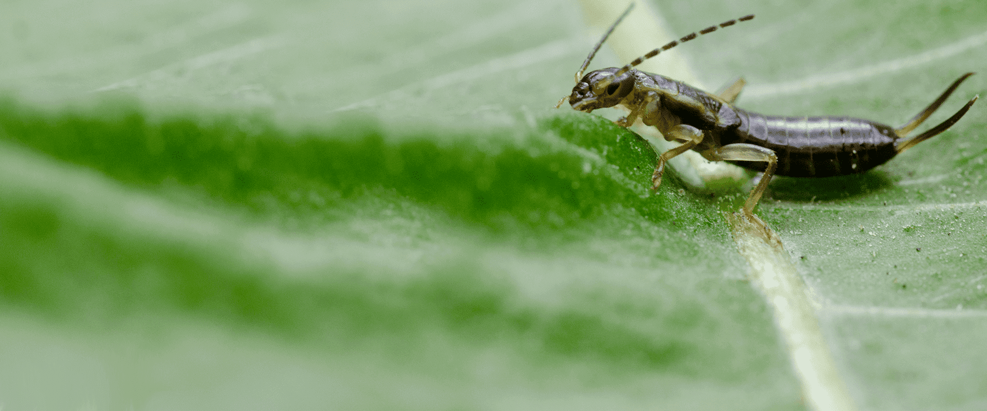 Earwigs In Maryland