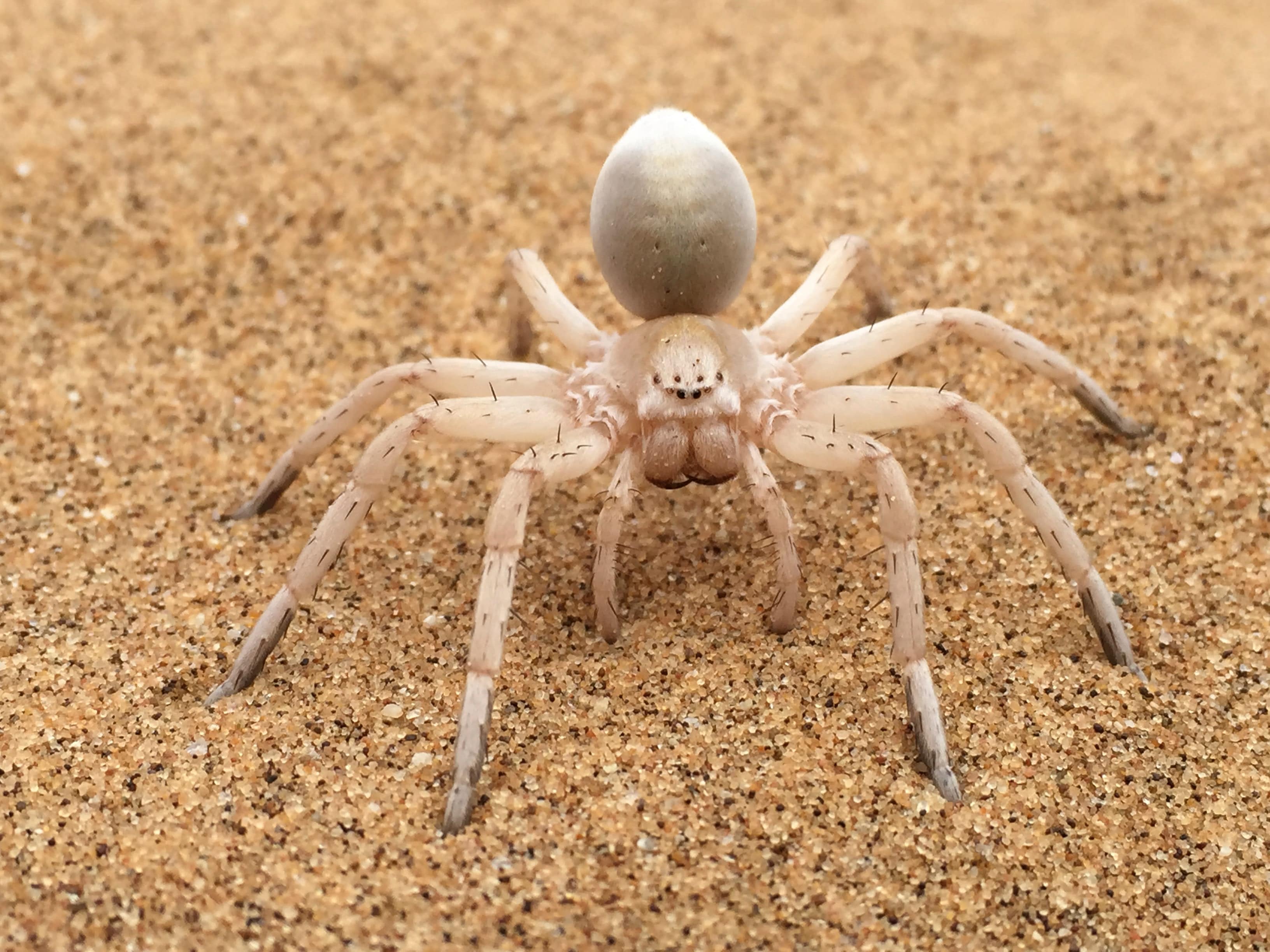 Dangers Of Spider Infestations In Va Md