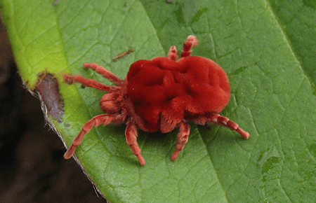 Clover Mites In Va