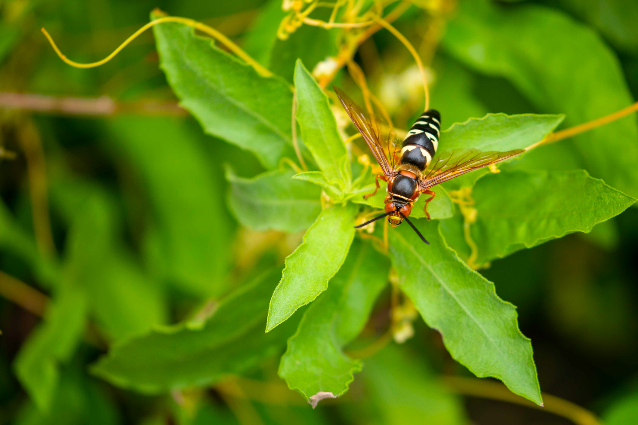 The Truth About Cicada Killers