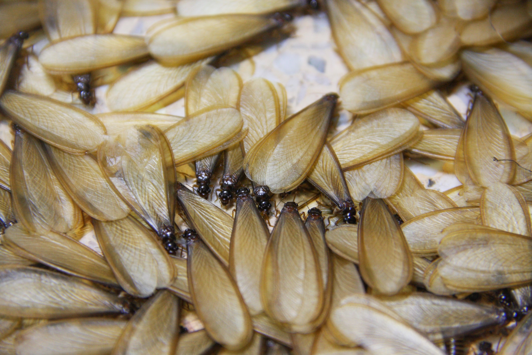 Difference Between Swarming Ants And Termites