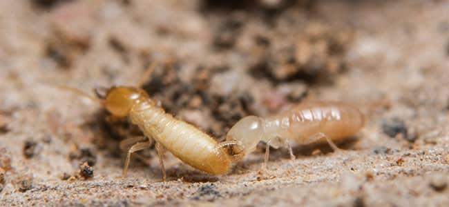 Termites