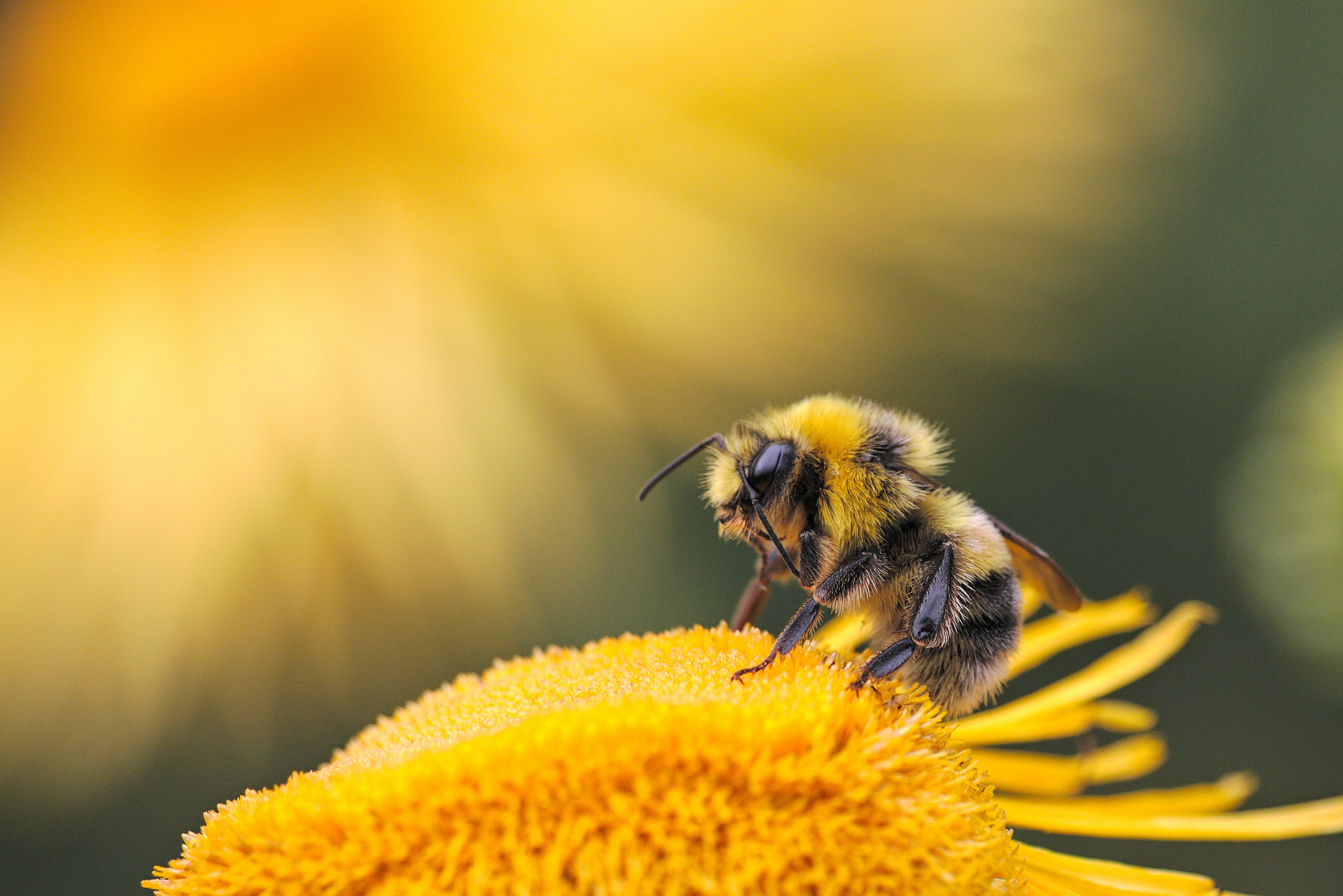 Pollinator Or Pest