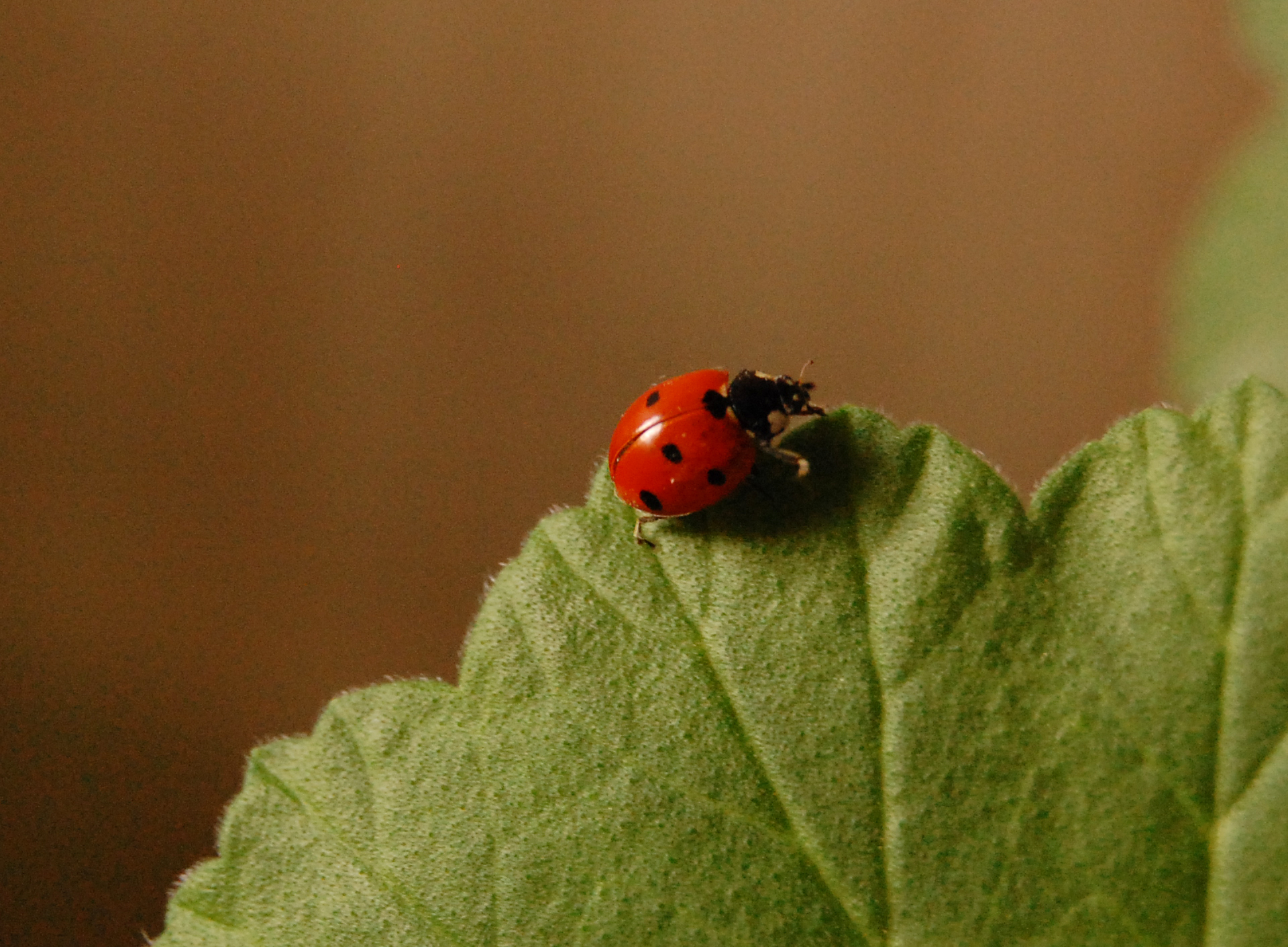 Stockvault Ladybug112074