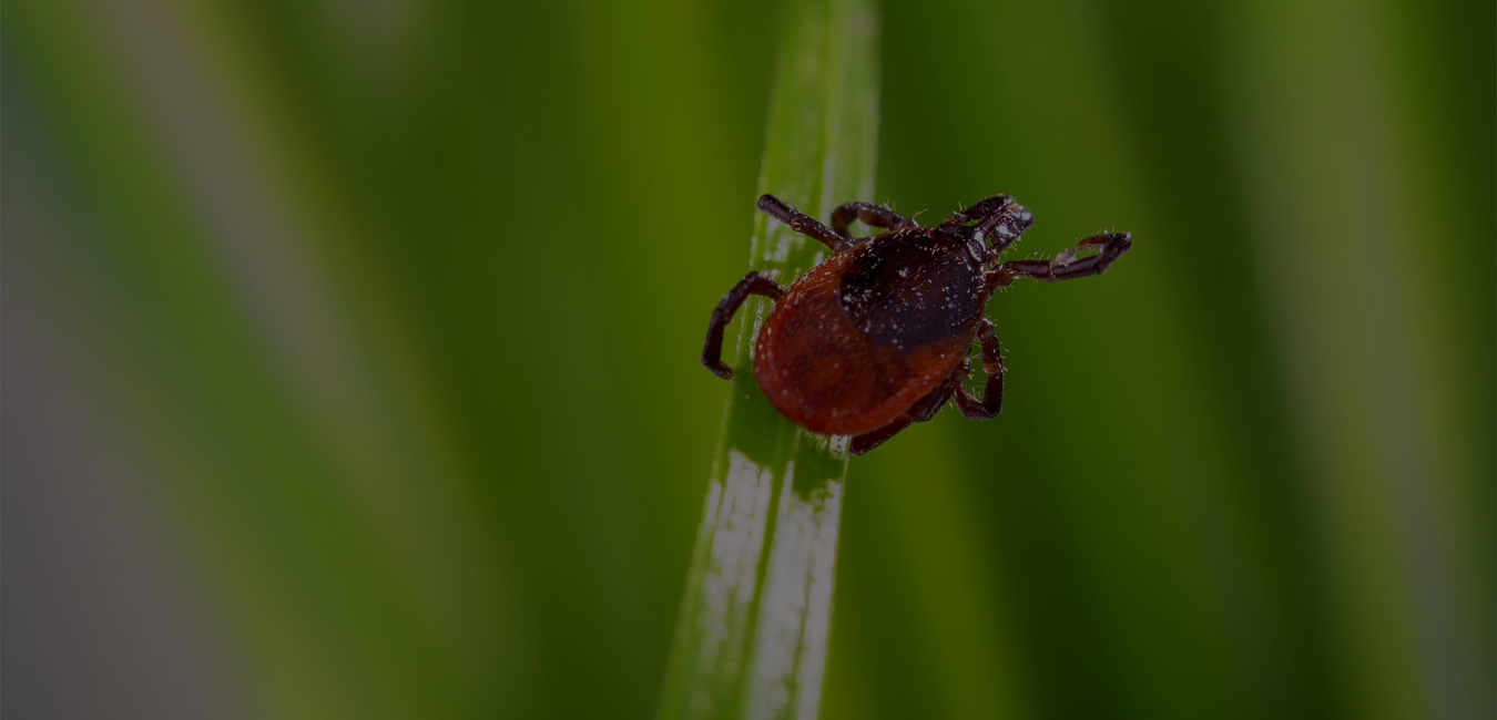 Deer American Tick Dark