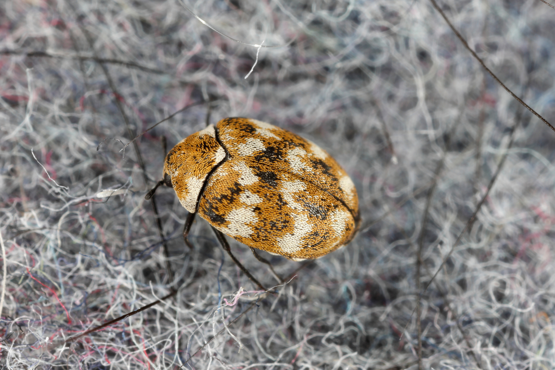 Are Carpet Beetles Bad